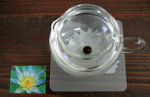 070502_flower.jpg